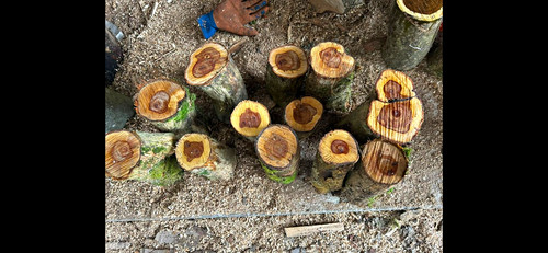Lilac wood turning blanks - ,